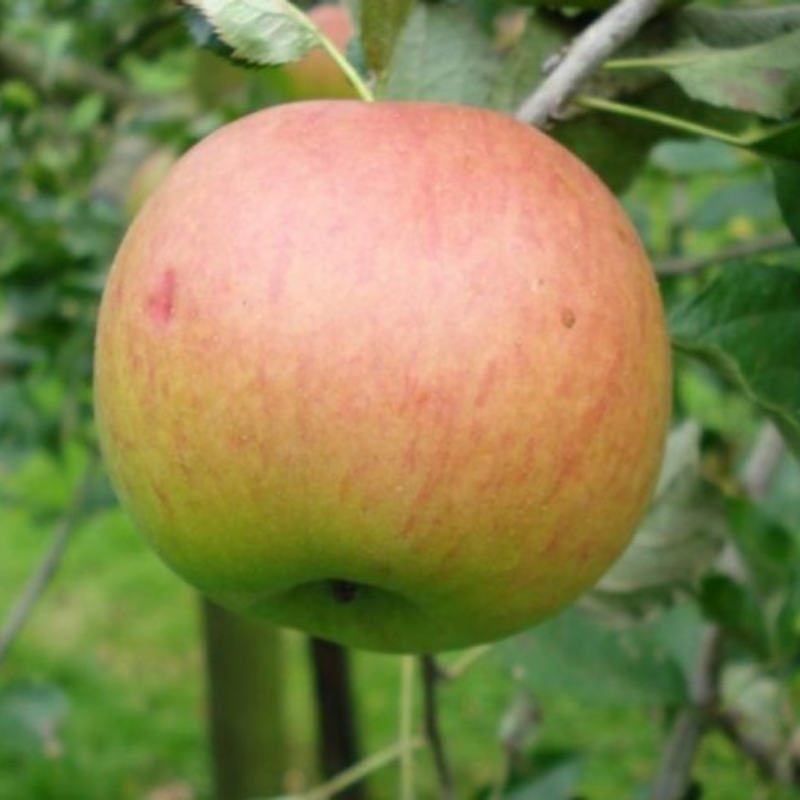 Appel fruitboom - Malus domestica Zoete Oranje
