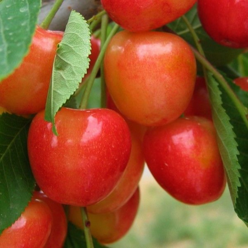 Kers fruitboom - Prunus avium Bigarreau Napoleon