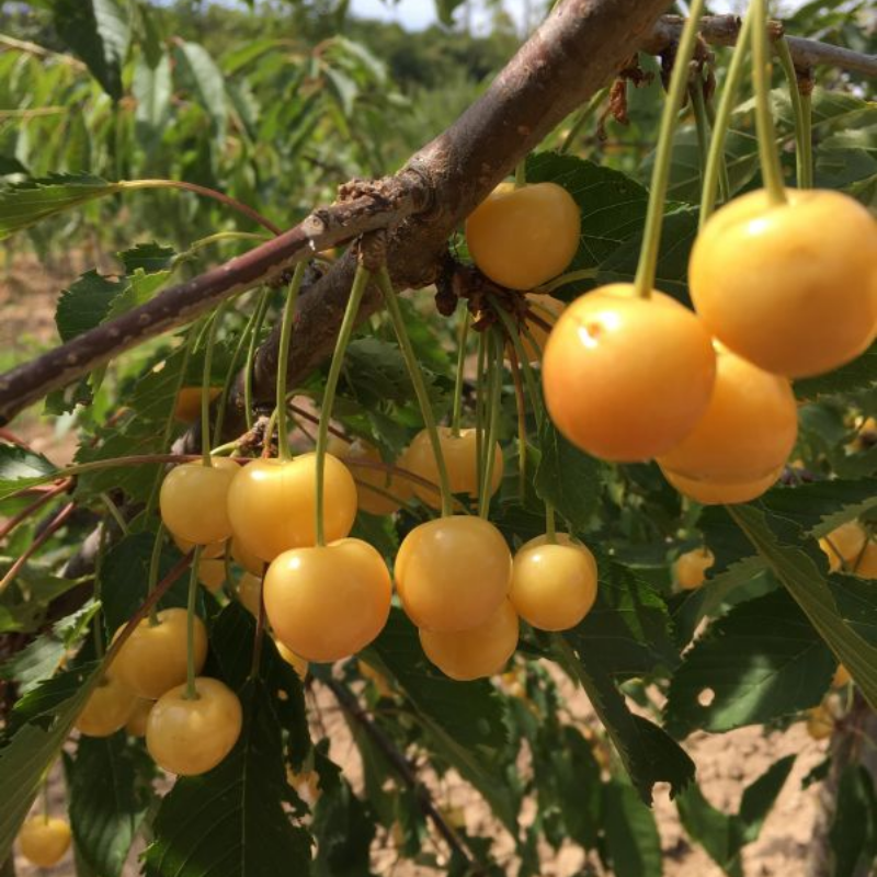 Kers fruitboom - Prunus avium Donnissen Gelbe Knorpelkirsche