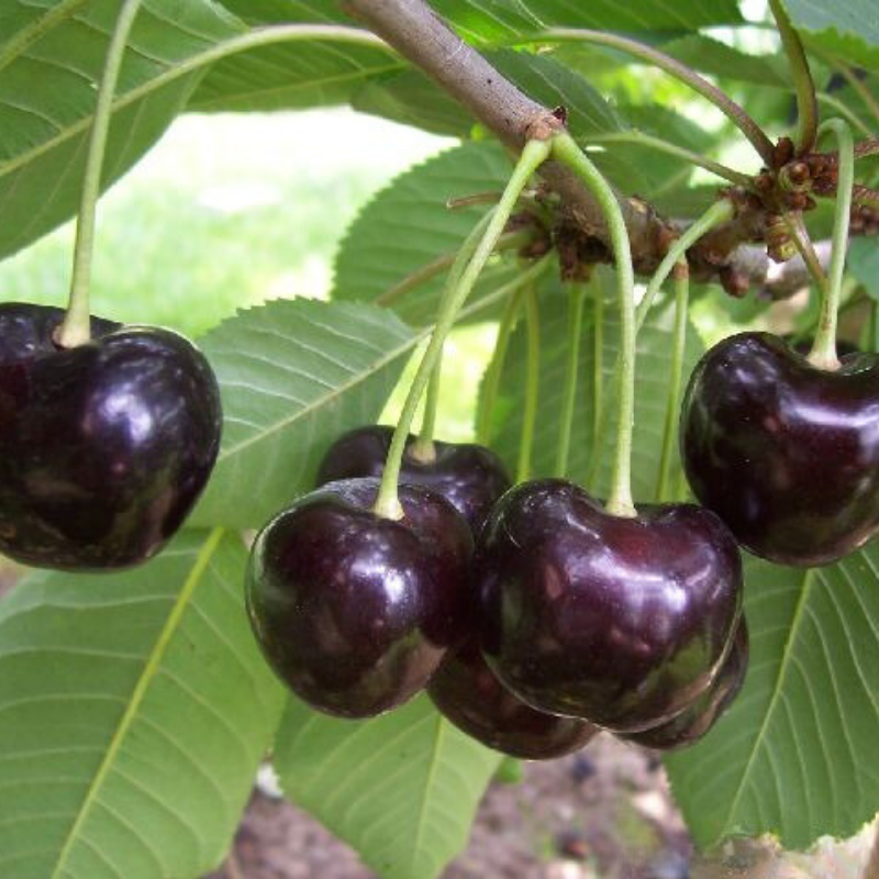 Kers fruitboom - Prunus avium Karina