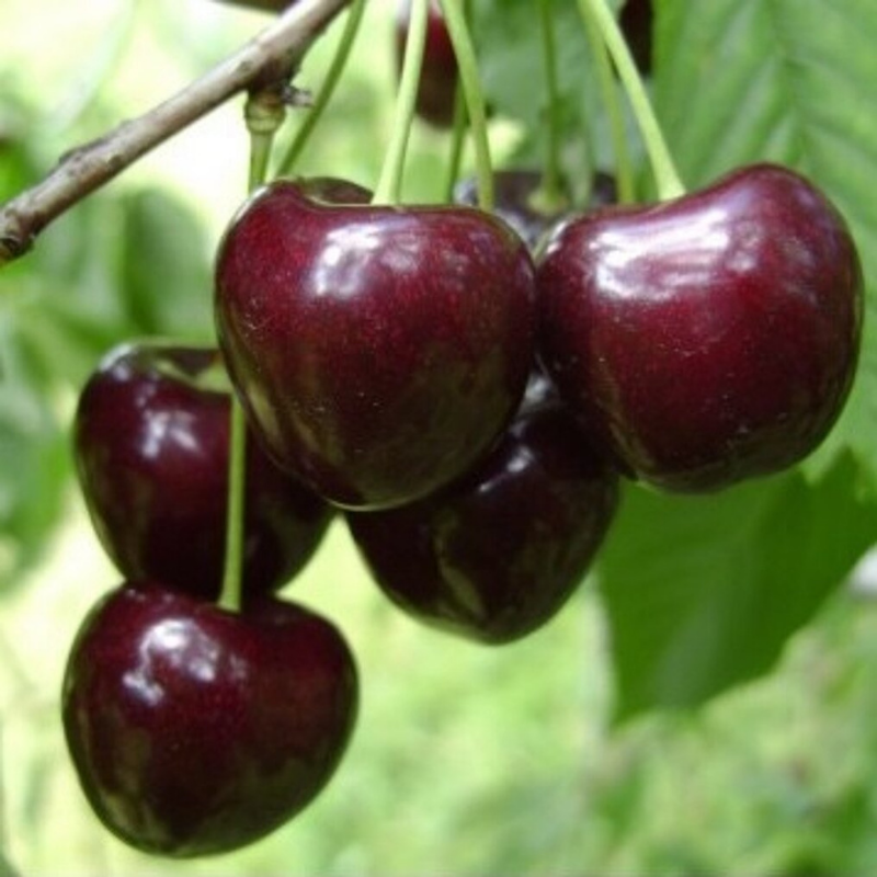 Kers fruitboom - Prunus avium Kordia