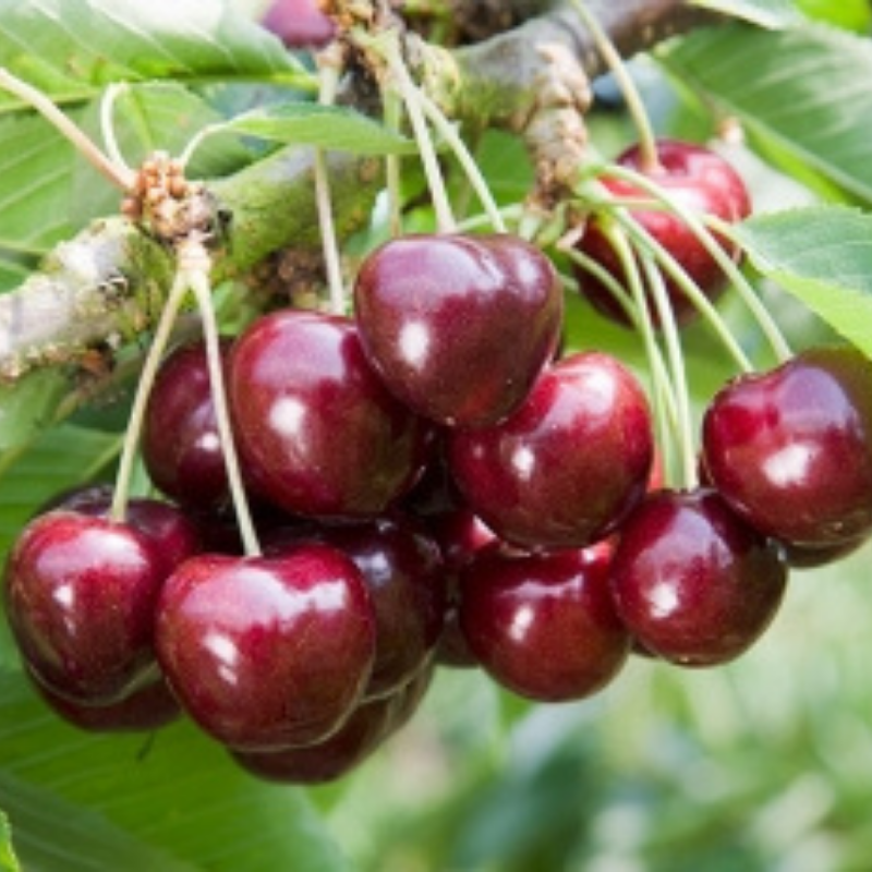 Kers fruitboom - Prunus avium Lapins