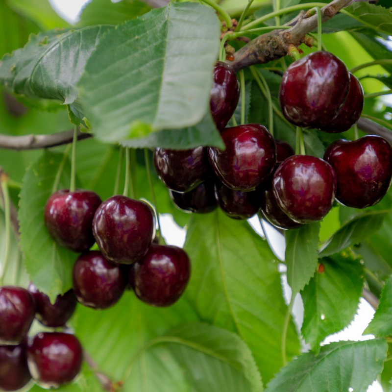 Kers fruitboom - Prunus avium Regina
