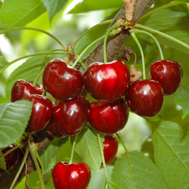 Kers fruitboom - Prunus avium Sunburst -1