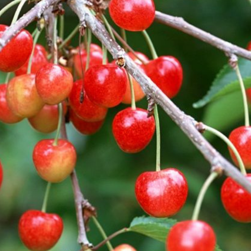 Kers fruitboom - Prunus avium Udense Spaanse -1