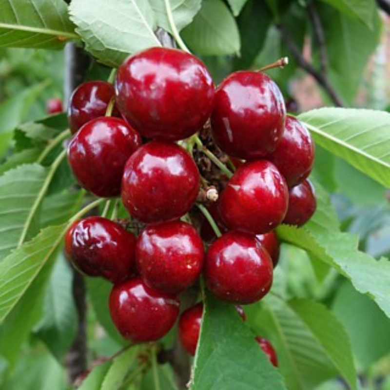 Kers fruitboom - Prunus avium Van -1