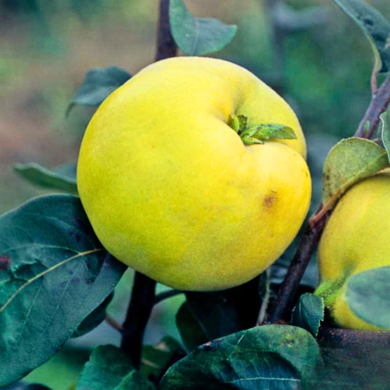 Kweepeer fruitboom - Cydonia oblonga Konstantinopeler -1 (2)
