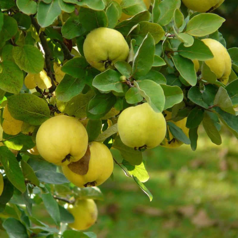 Kweepeer fruitboom - Cydonia oblonga Leskovacka