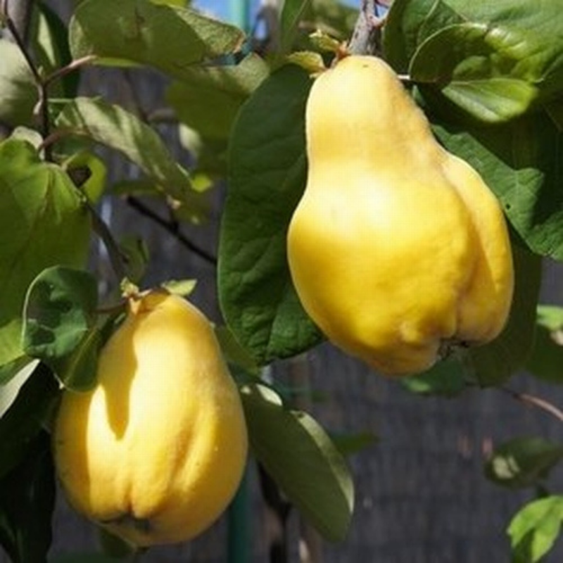 Kweepeer fruitboom - Cydonia oblonga Vranja