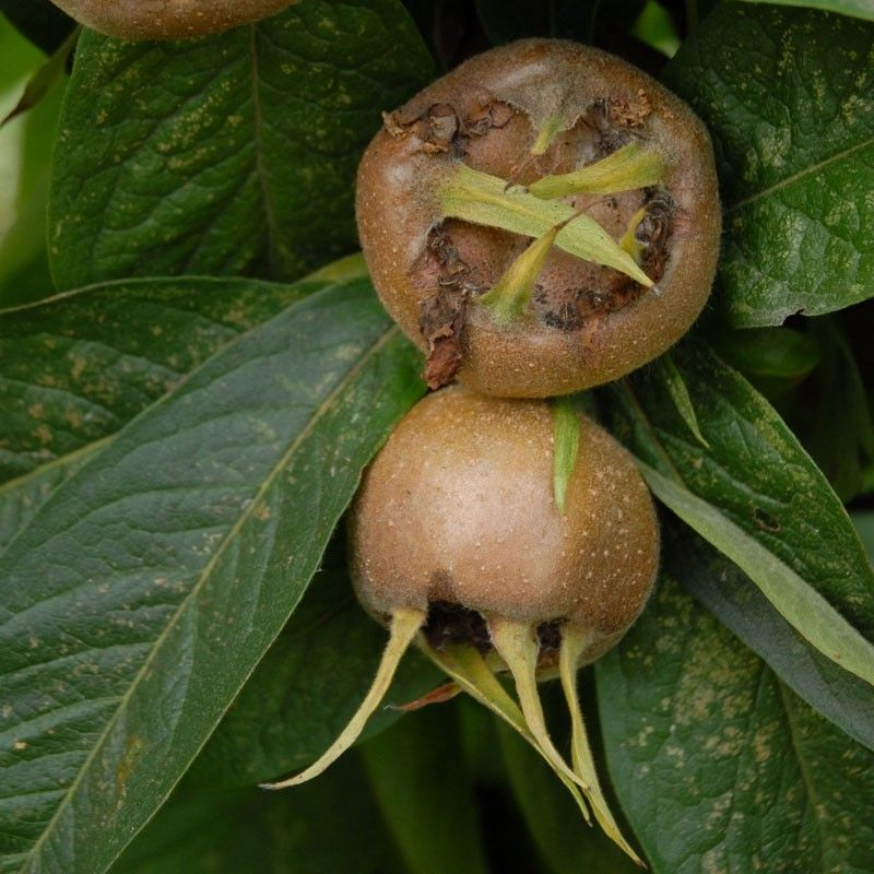 Mispel fruitboom - Mespilus germanica Nottingham -1