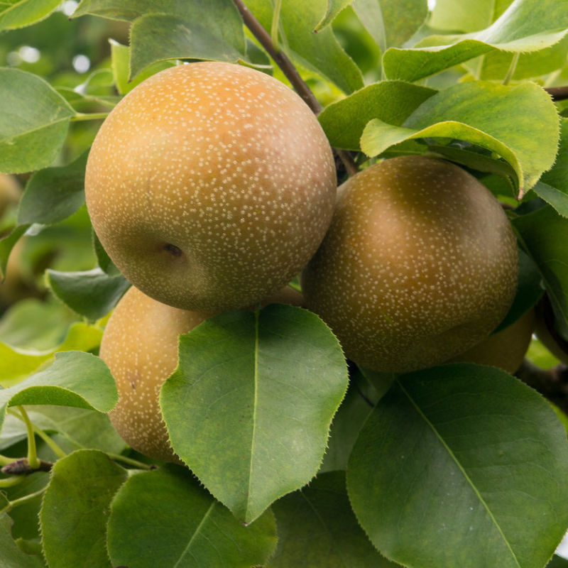 Nashipeer fruitboom - Pyrus pyrifolia Hosui
