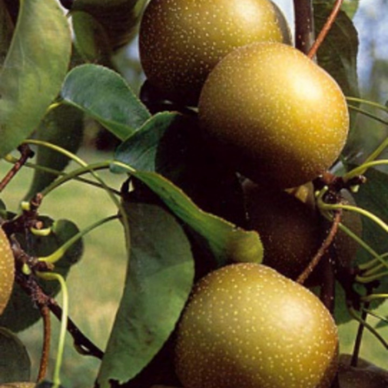 Nashipeer fruitboom - Pyrus pyrifolia Kosui