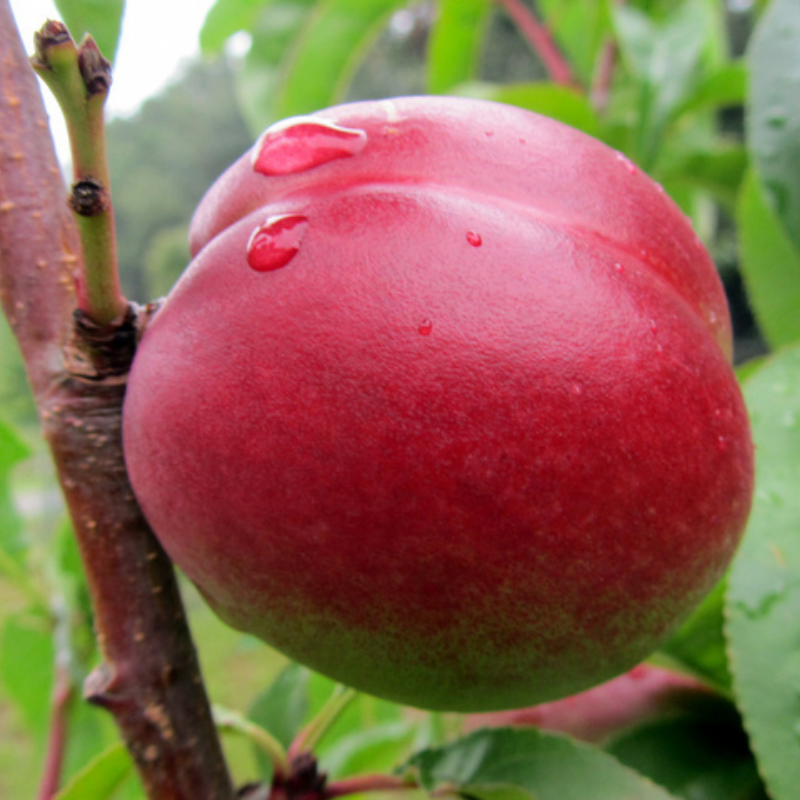 Nectarine fruitboom - Prunus persica Mme Tever Blanchet