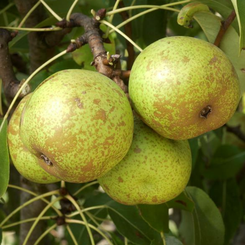 Peer fruitboom - Pyrus communis Bergamot