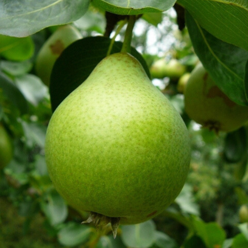 Peer fruitboom - Pyrus communis Noordhollandse Suikerpeer