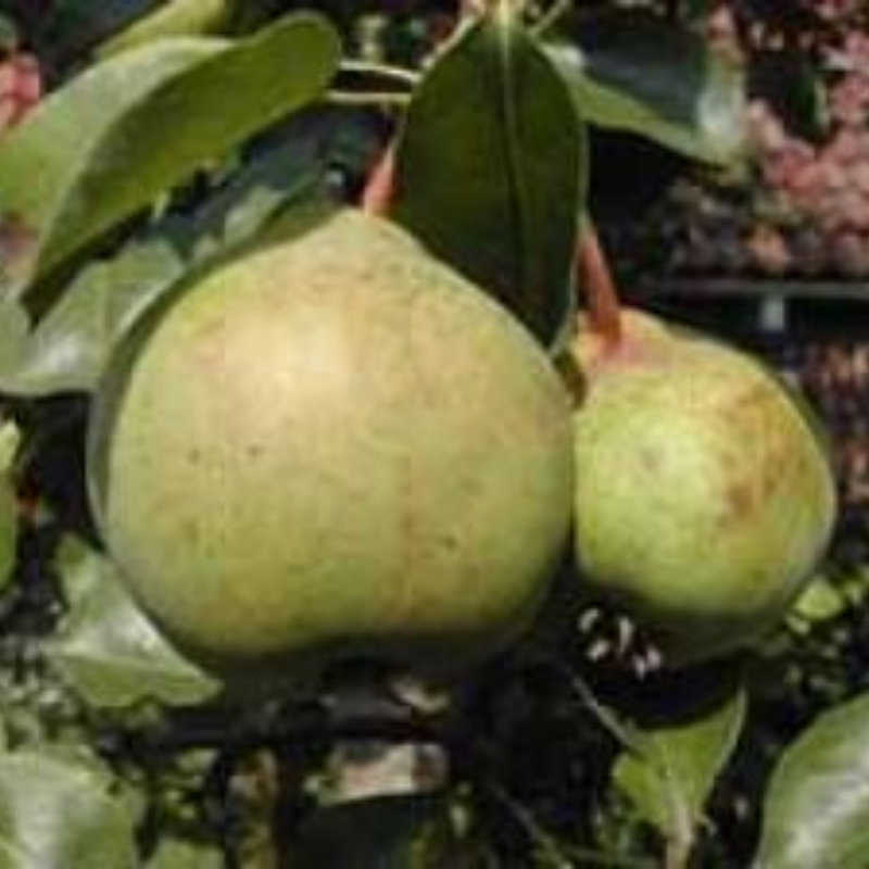 Peer fruitboom - Pyrus communis Pondspeer