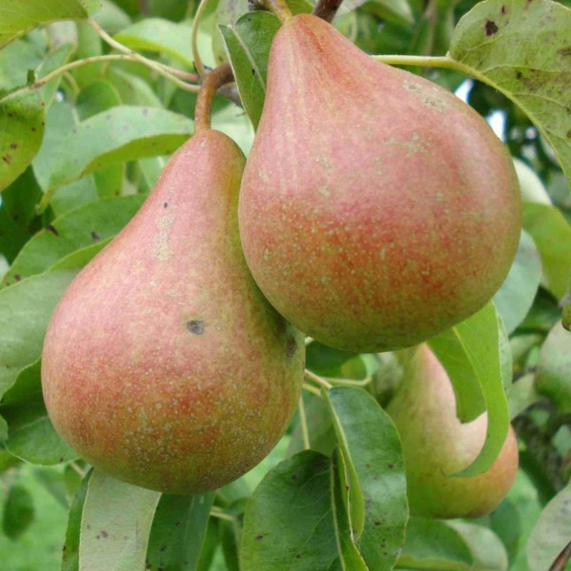 Peer fruitboom - Pyrus communis Zwijndrechtse Wijnpeer