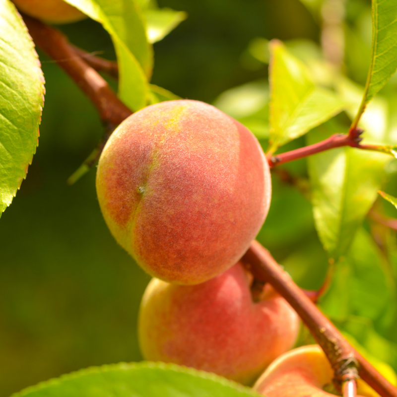 Perzik fruitboom - Prunus persica Avalon Pride -1