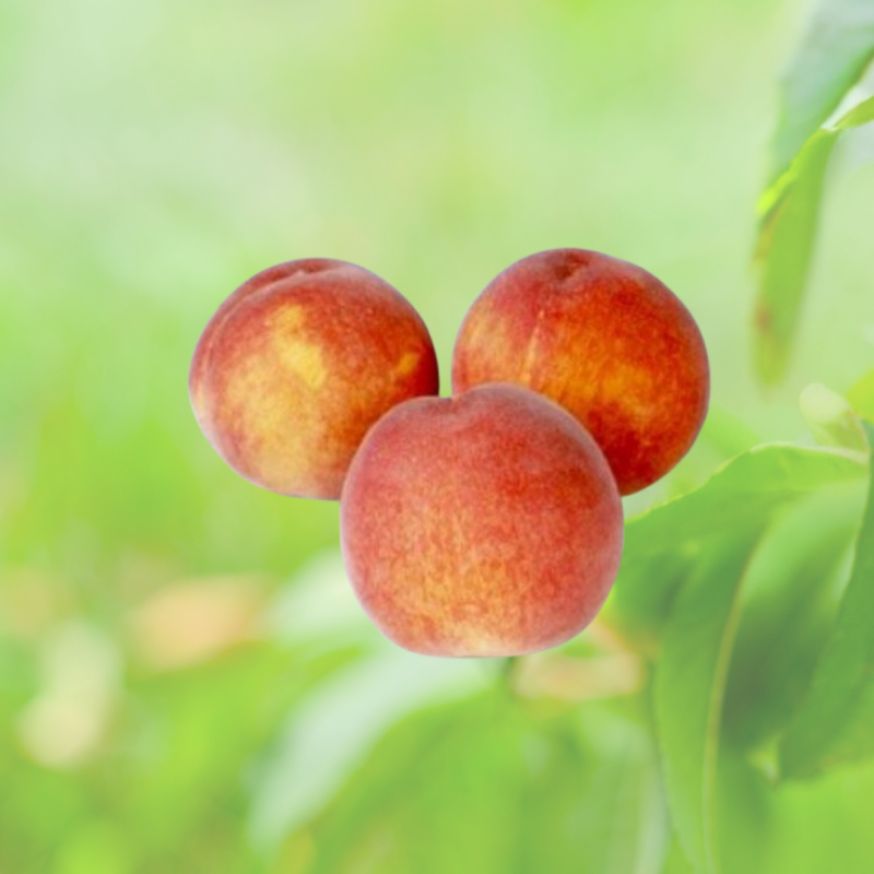 Perzik fruitboom - Prunus persica Wassenberger