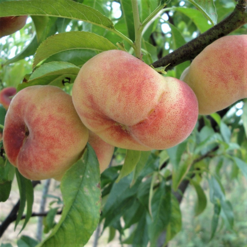 Platte perzik fruitboom - Prunus persica Saturne of Belmondo