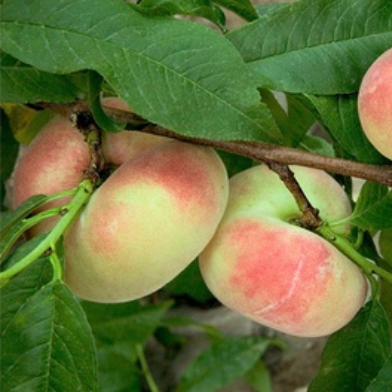 Platte perzik fruitboom - Prunus persica Saturne