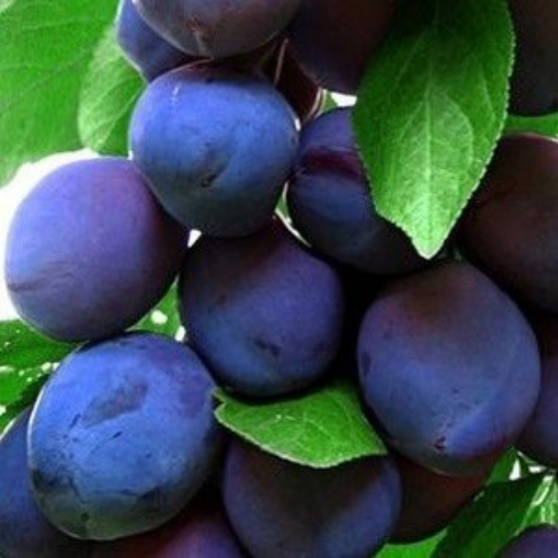Pruim fruitboom - Prunus domestica Bleue de Belgique