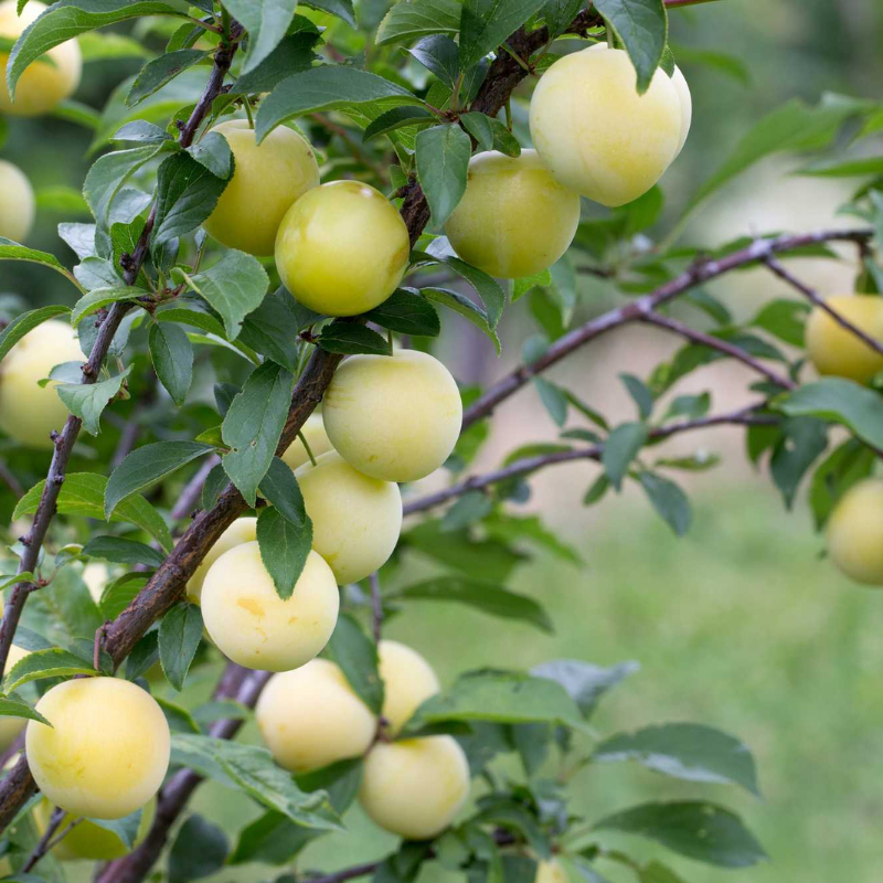 Pruim fruitboom - Prunus domestica Boerenwitte