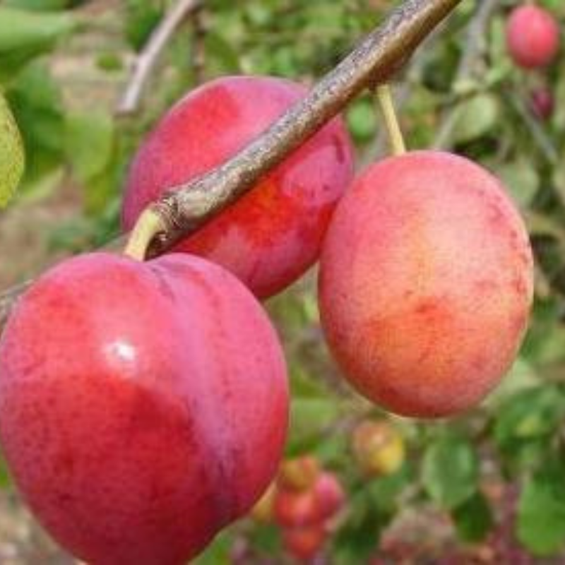 Pruim fruitboom - Prunus domestica Early Laxton