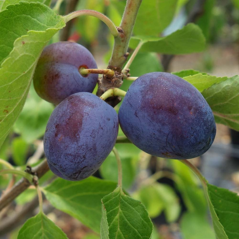 Pruim fruitboom - Prunus domestica Early Prolific