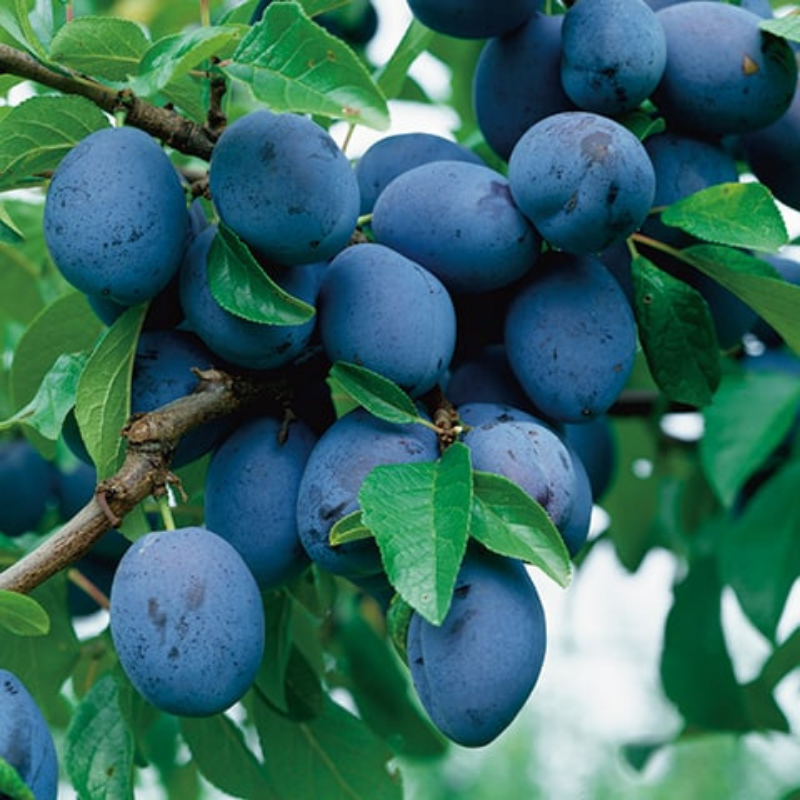 Pruim fruitboom - Prunus domestica Hanita