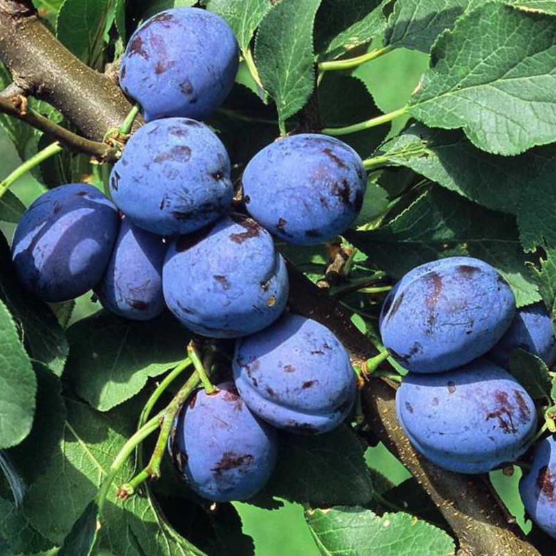 Pruim fruitboom - Prunus domestica Hauszwetsche