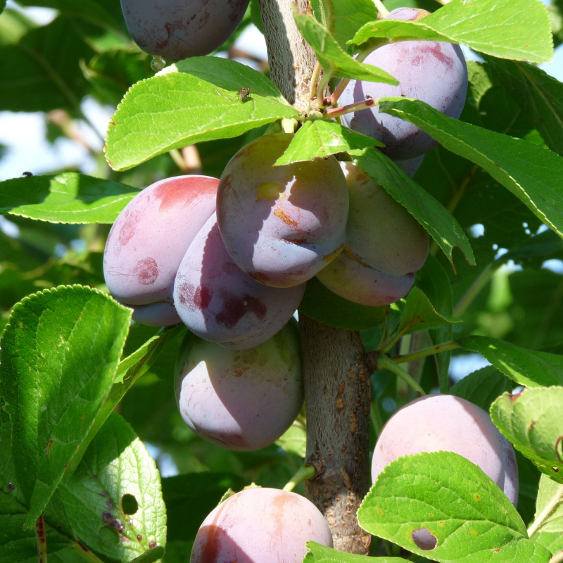 Pruim fruitboom - Prunus domestica Jubileum
