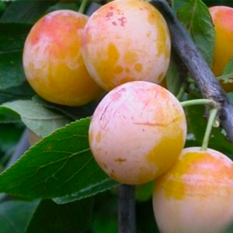 Pruim fruitboom - Prunus domestica Mirabelle de Nancy -1