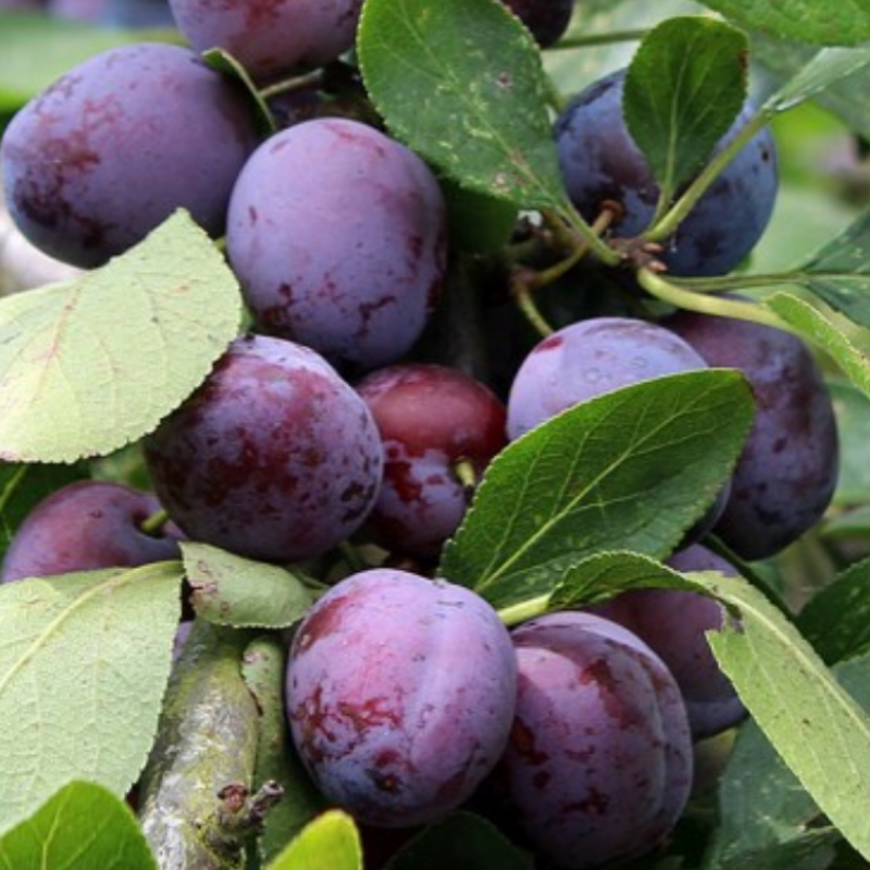 Pruim fruitboom - Prunus domestica Opal