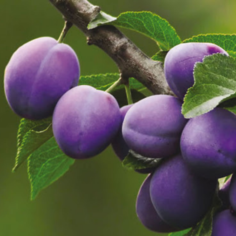 Pruim fruitboom - Prunus domestica President