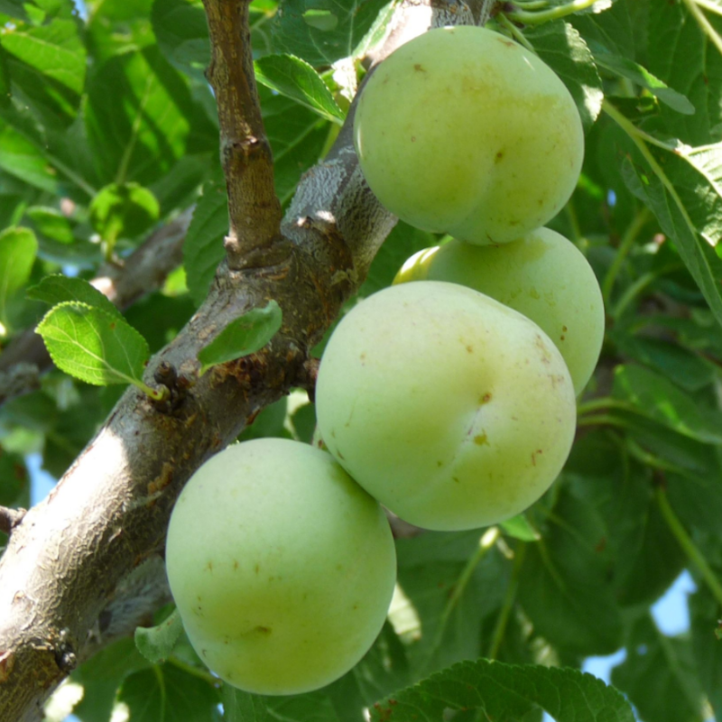Pruim fruitboom - Prunus domestica Reine Claude Verte -1