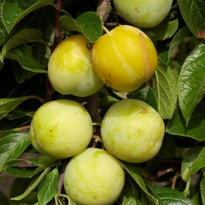 Pruim fruitboom - Prunus domestica Reine Claude d'Oullins