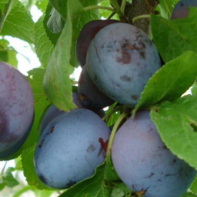 Pruim fruitboom - Prunus domestica The Czar