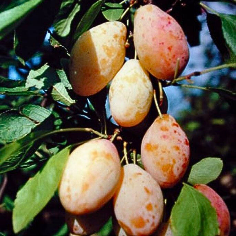 Pruim fruitboom - Prunus domestica Tipala