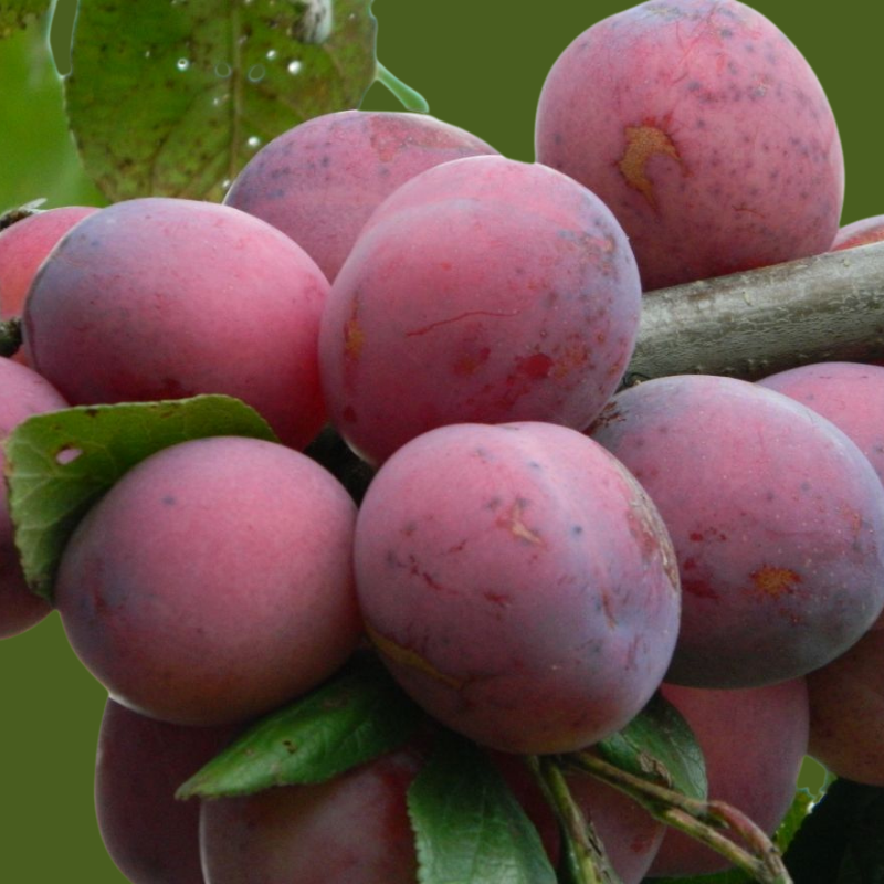 Pruim fruitboom - Prunus domestica Victoria