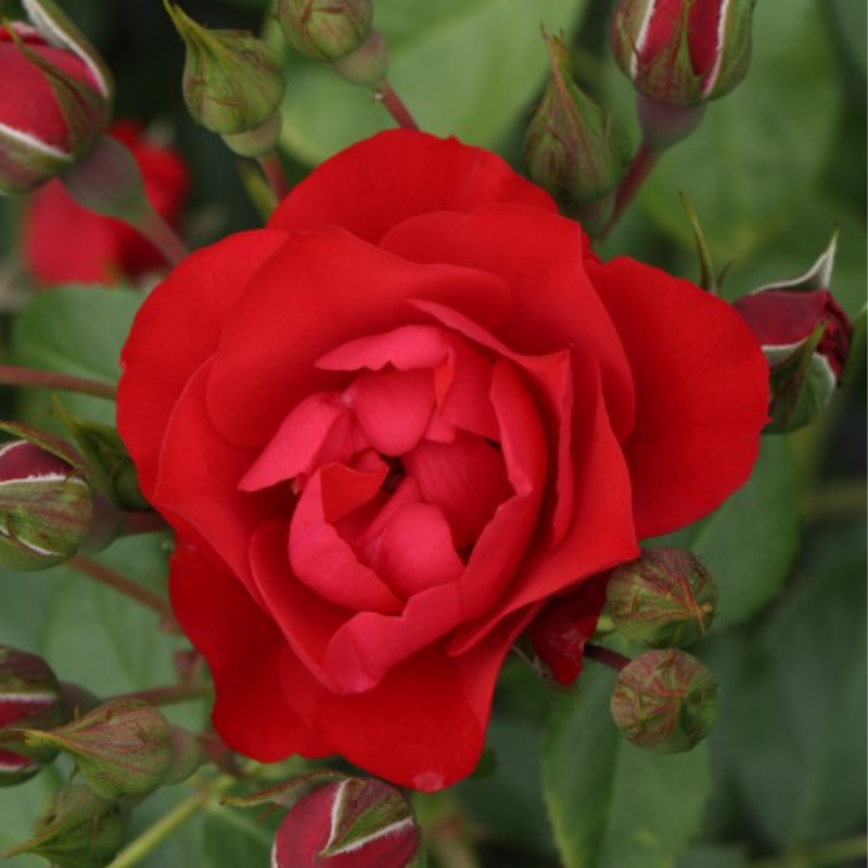 Roos - Black Forest Rose -1