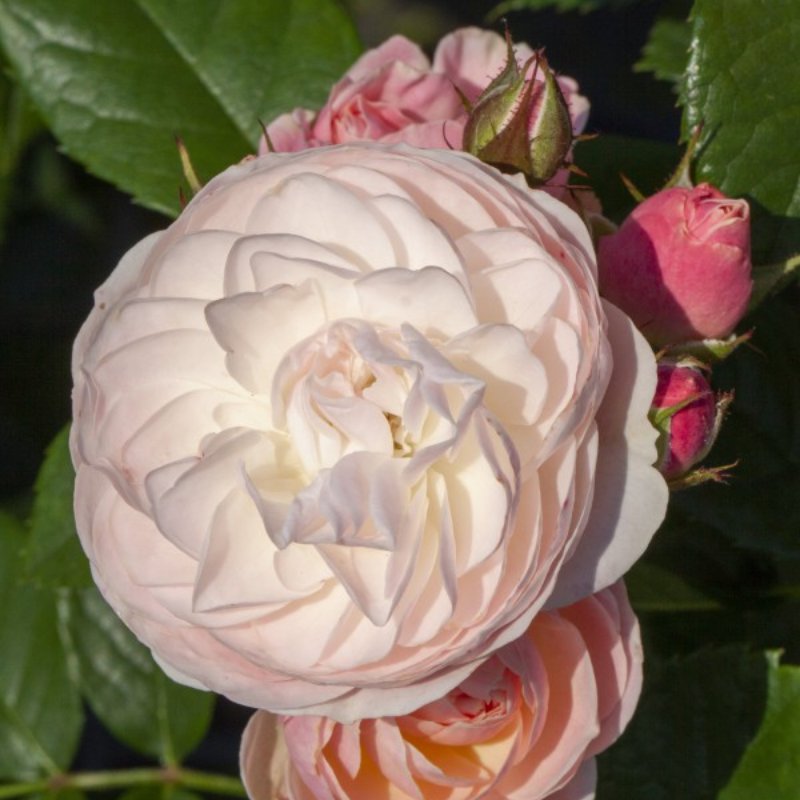 Roos - Bouquet Parfait -1